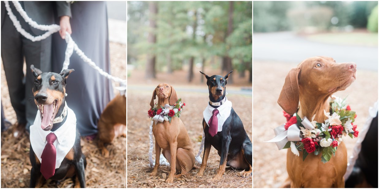 Dogs in Bridal Party